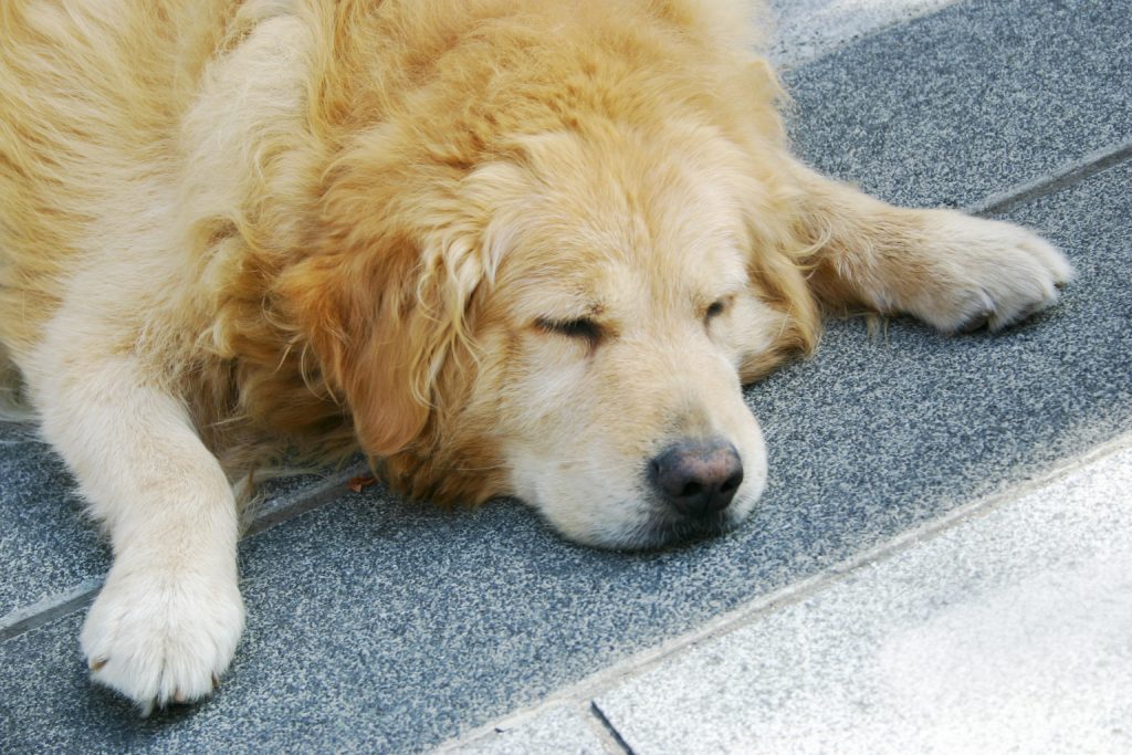 災害レベルの暑さ 犬にとって夏場のアスファルトは要注意 ペットと一緒にそなえる防災